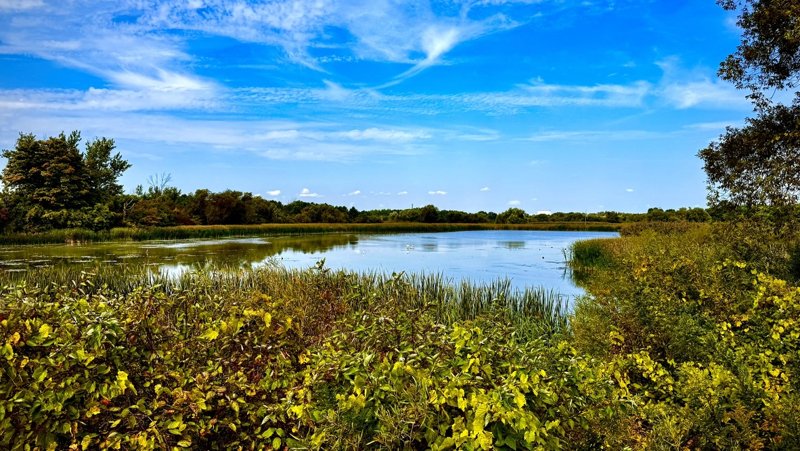 A wetland pond surrounded by reeds and green foliage under a vivid blue sky